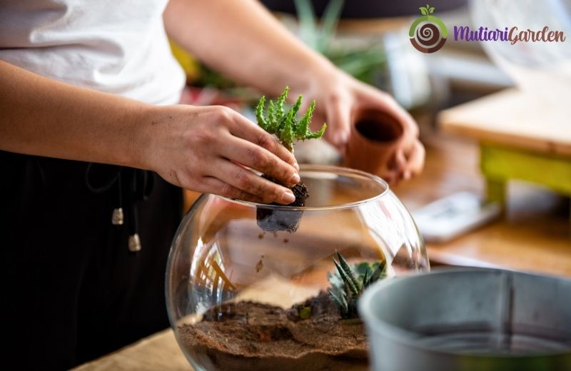Inspirasi Mini Garden Panggung Outdoor yang Estetik dan Fungsional