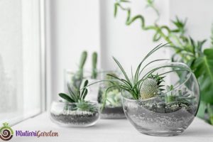 Mini Garden untuk Panggung Inspirasi Penataan dan Perawatan