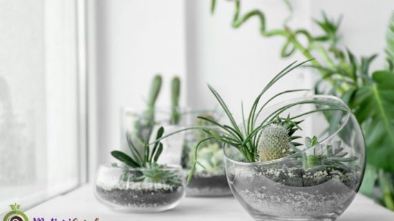 Mini Garden untuk Panggung Inspirasi Penataan dan Perawatan