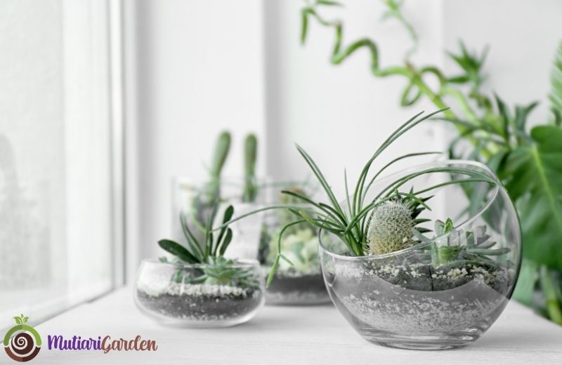Mini Garden untuk Panggung Inspirasi Penataan dan Perawatan