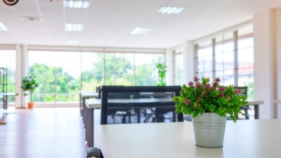 Panduan Lengkap Sewa Tanaman Hias di Bekasi: Ciptakan Ruang Asri dan Produktif dengan Mudah