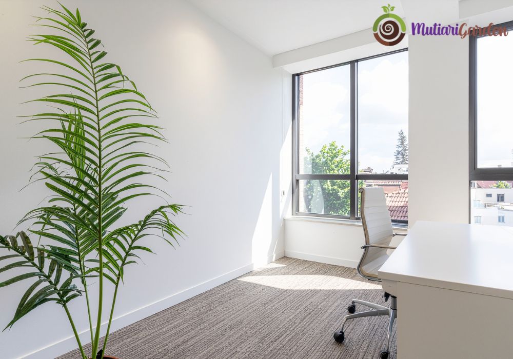 Sewa Tanaman Hias di Karawang