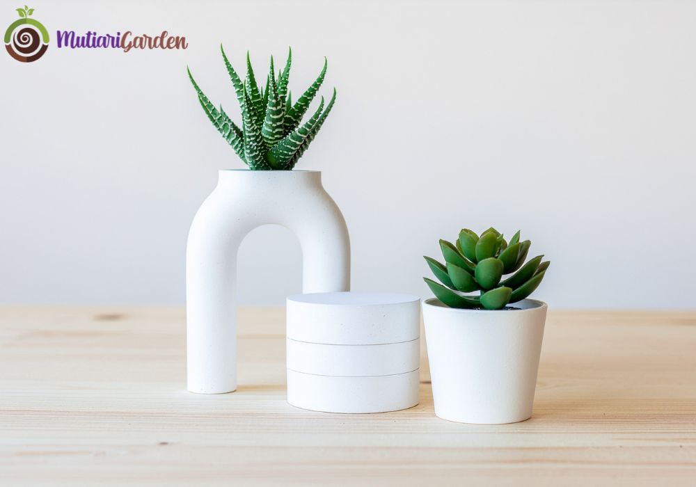 sewa tanaman hias kantor